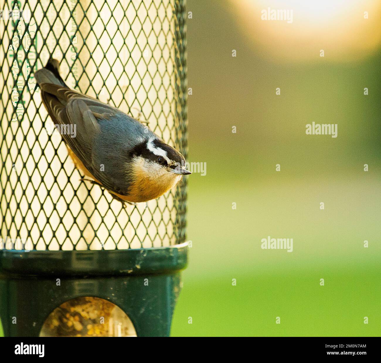 Red Breasted Nuthatch Bird Clinging to a Bird Feeder Stock Photo