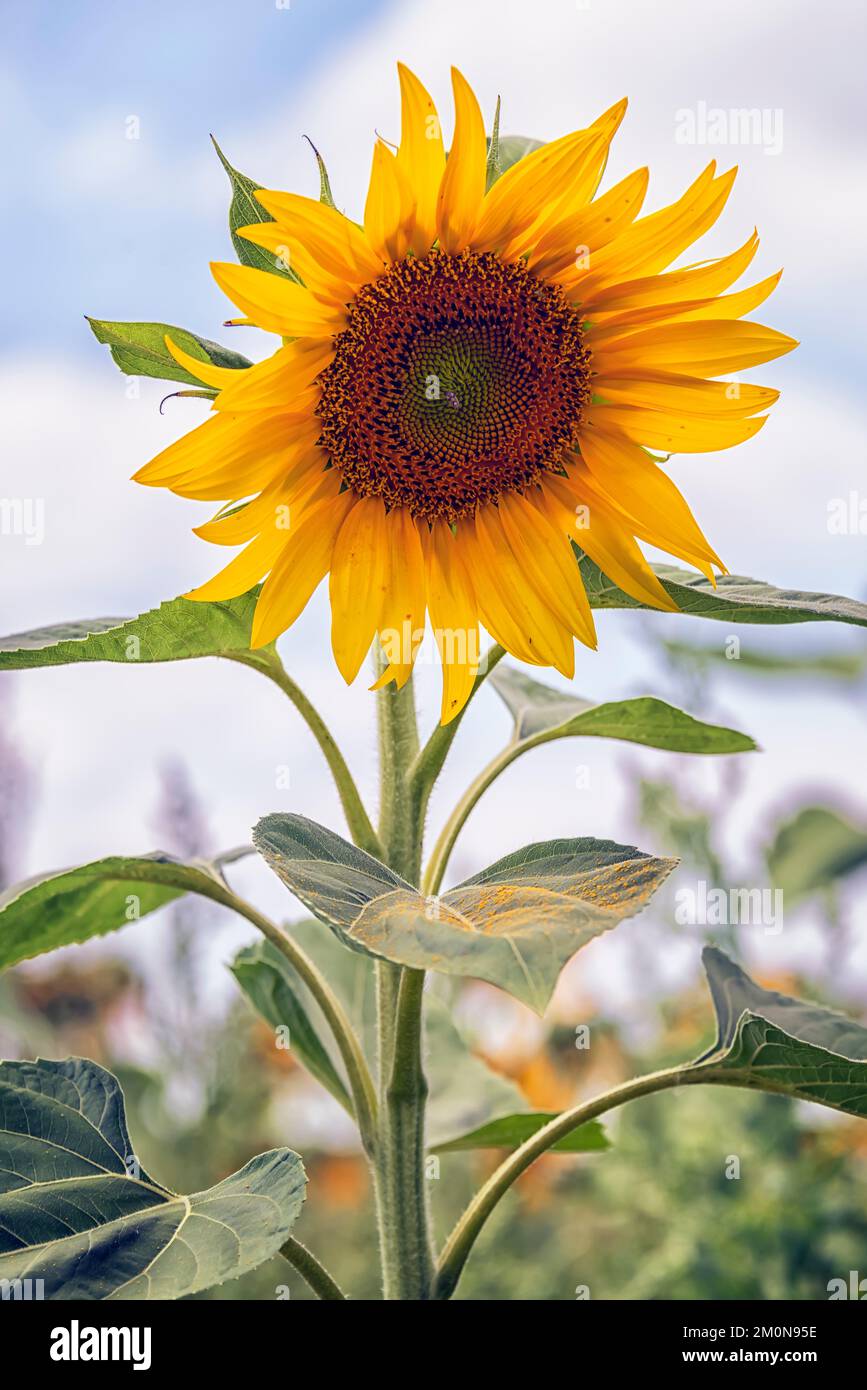 Sunflower in a sunflower field hi-res stock photography and images - Alamy