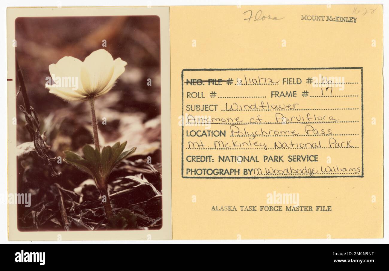 Windflower anemone cf. parviflora. Alaska Task Force Photographs Stock Photo