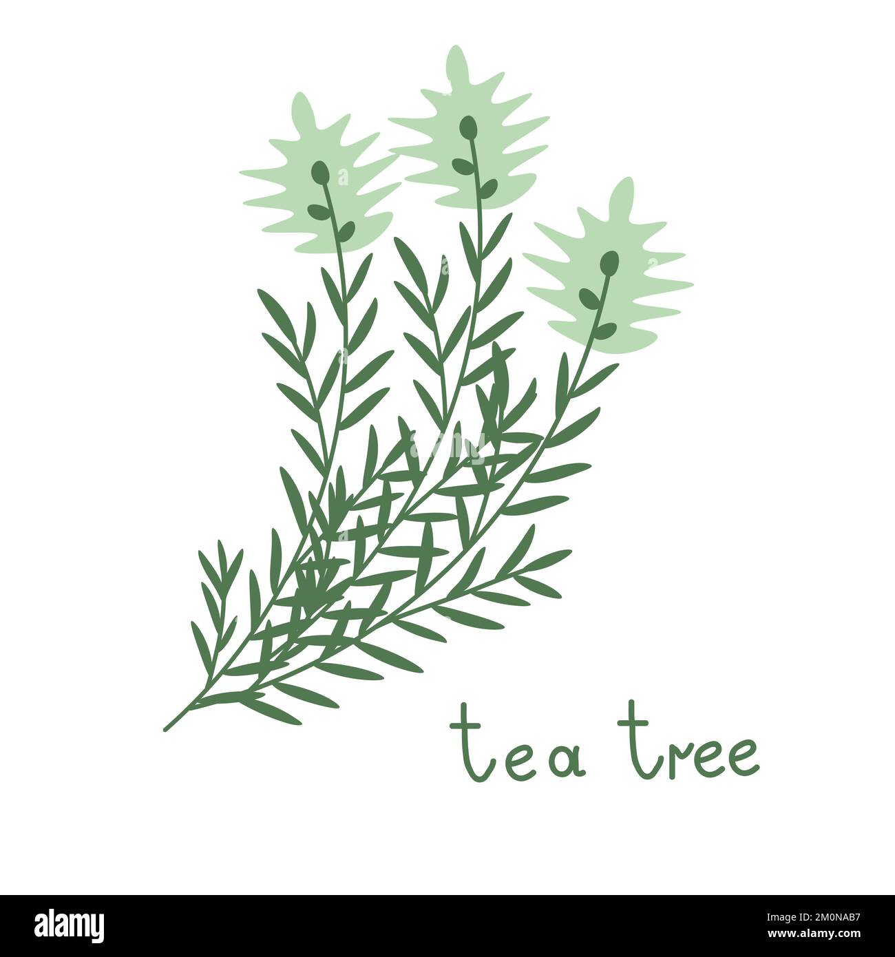 Vector Tea Tree Pictures Tea tree vector branch illustration Stock Vector Image & Art - Alamy