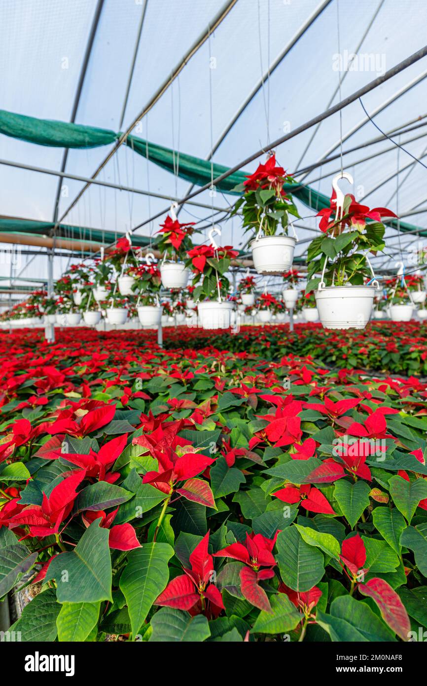 Christmas flowers dublin