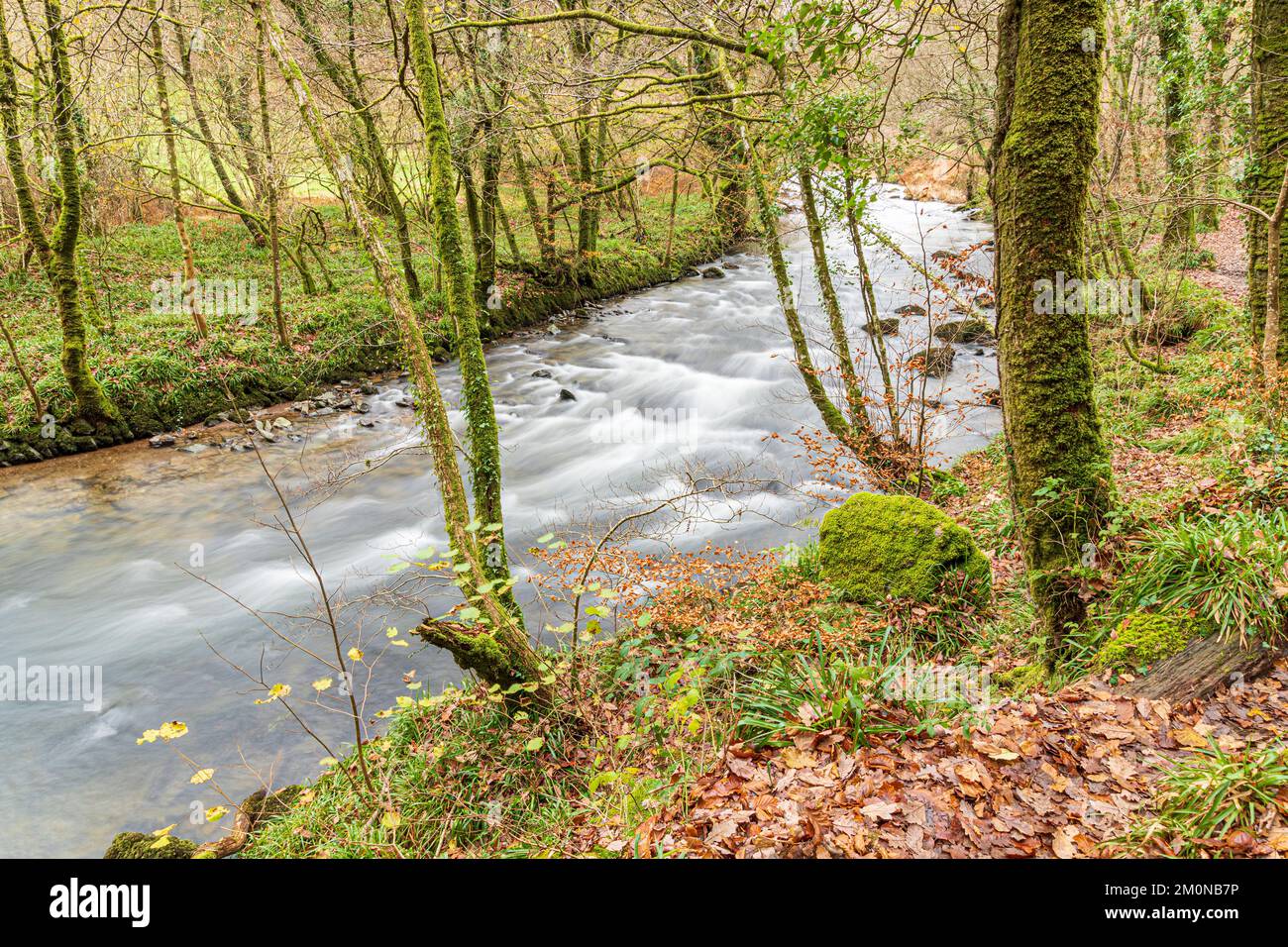 The River Barle flowing through Tarr Steps Woodland National Nature Reserve in Exmoor National