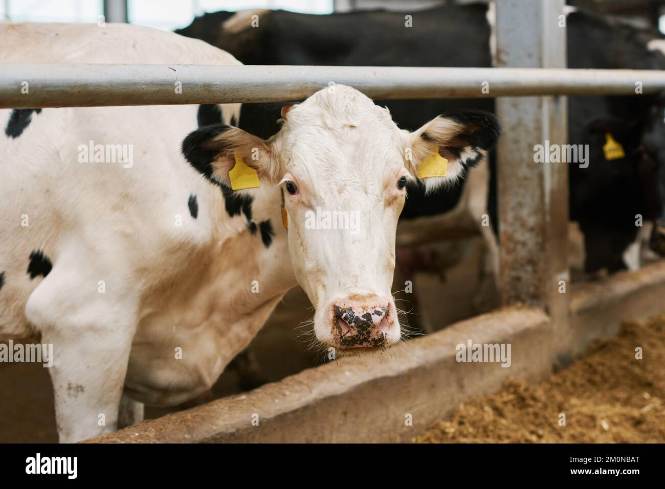 White and black cow looking straight at camera with herd of cows in background Stock Photo