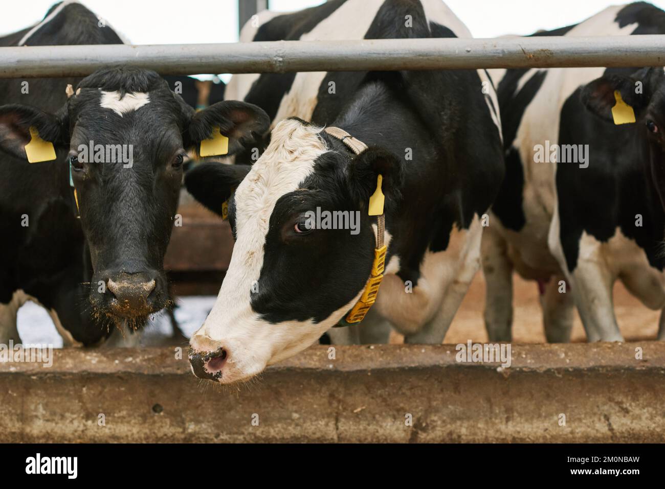 Cow and bulls with tags on their ears standing at cowshed on the farm Stock Photo