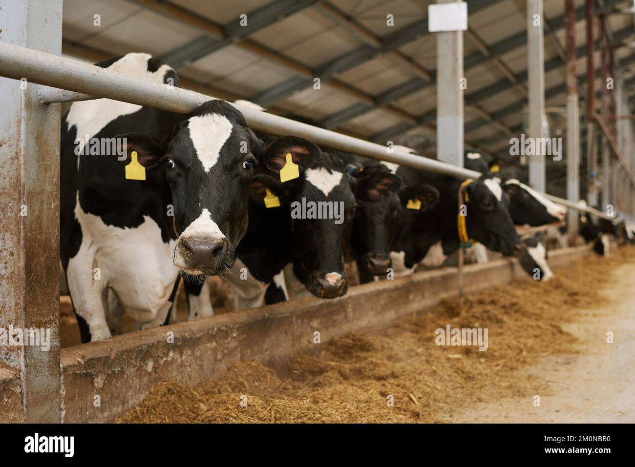 Herd of cows with tags on their ears standing behind animal pen in a row on agricultural farm Stock Photo