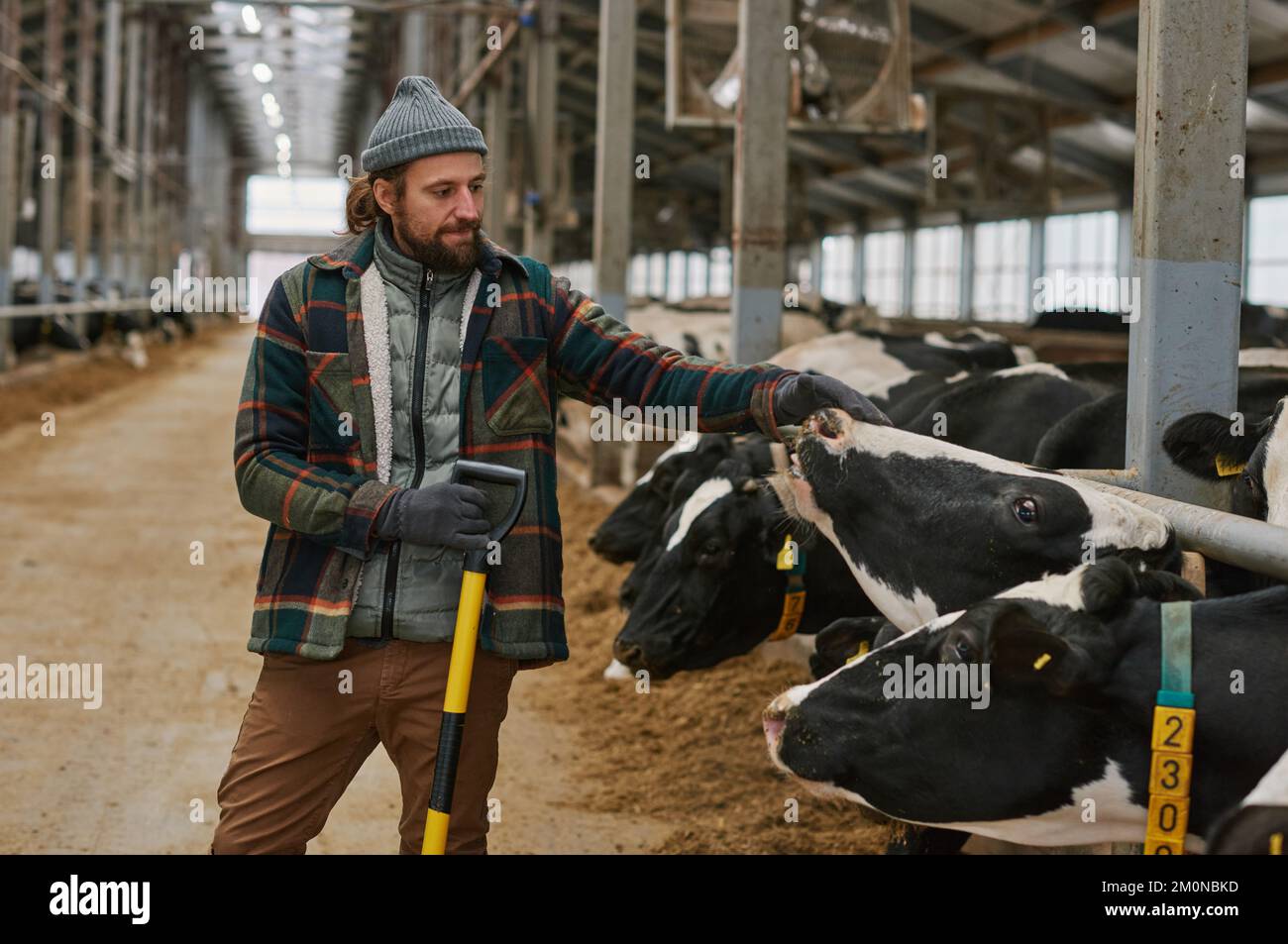 Farmer cleaning the cowshed and caring about domestic cows during his