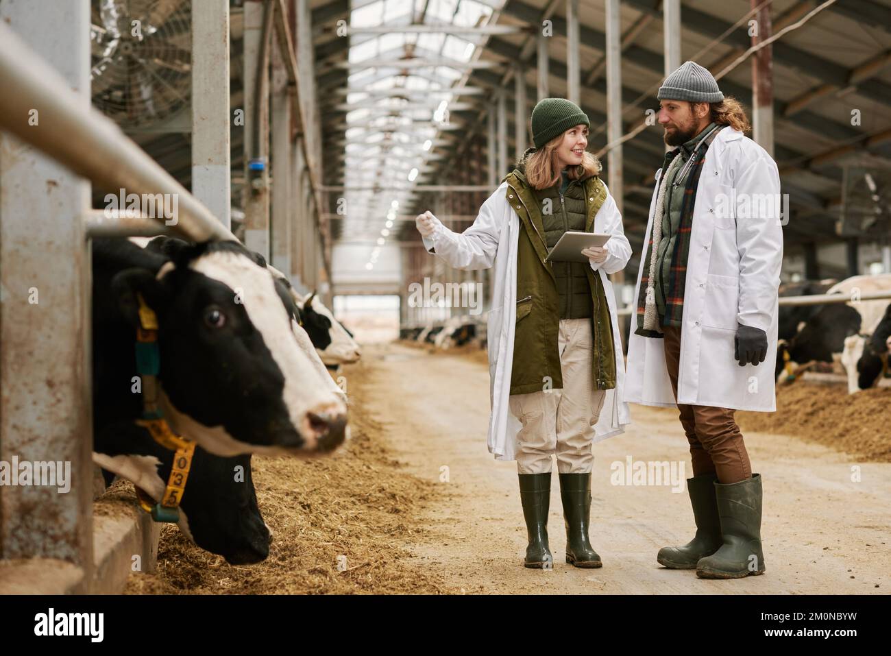 Two veterinarians in white coats discussing health condition of milk