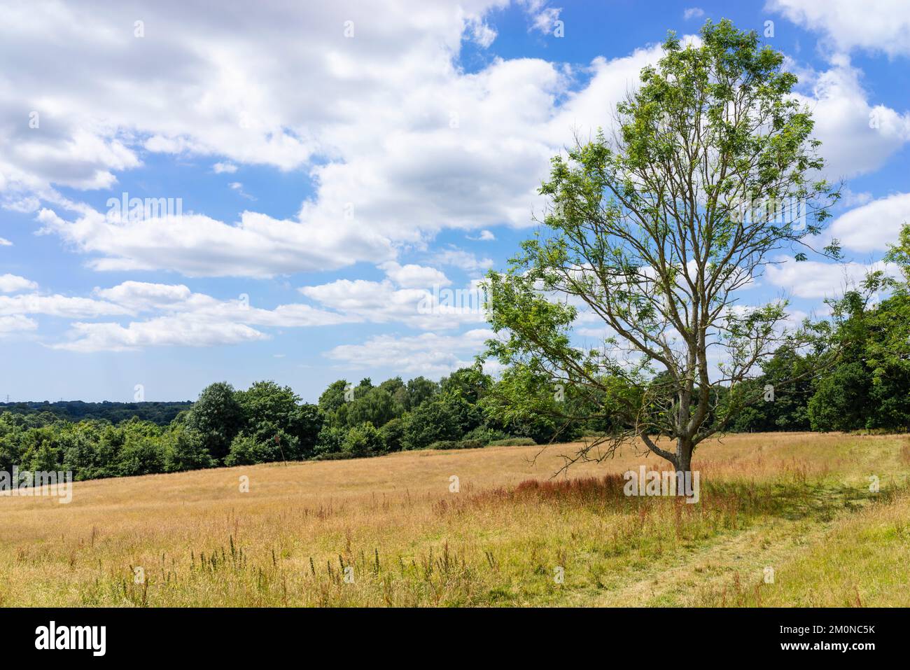 Battle Hastings East Sussex tree in the meadow that was the actual site of the 1066 Battle of Hastings Battlefield in Battle England UK GB Europe Stock Photo