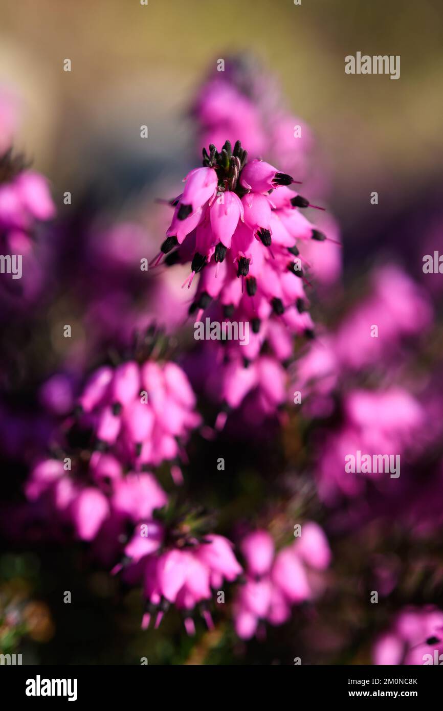 Closeup of heather flowers in selective focus showing their pink color against a blurred section of plant Stock Photo