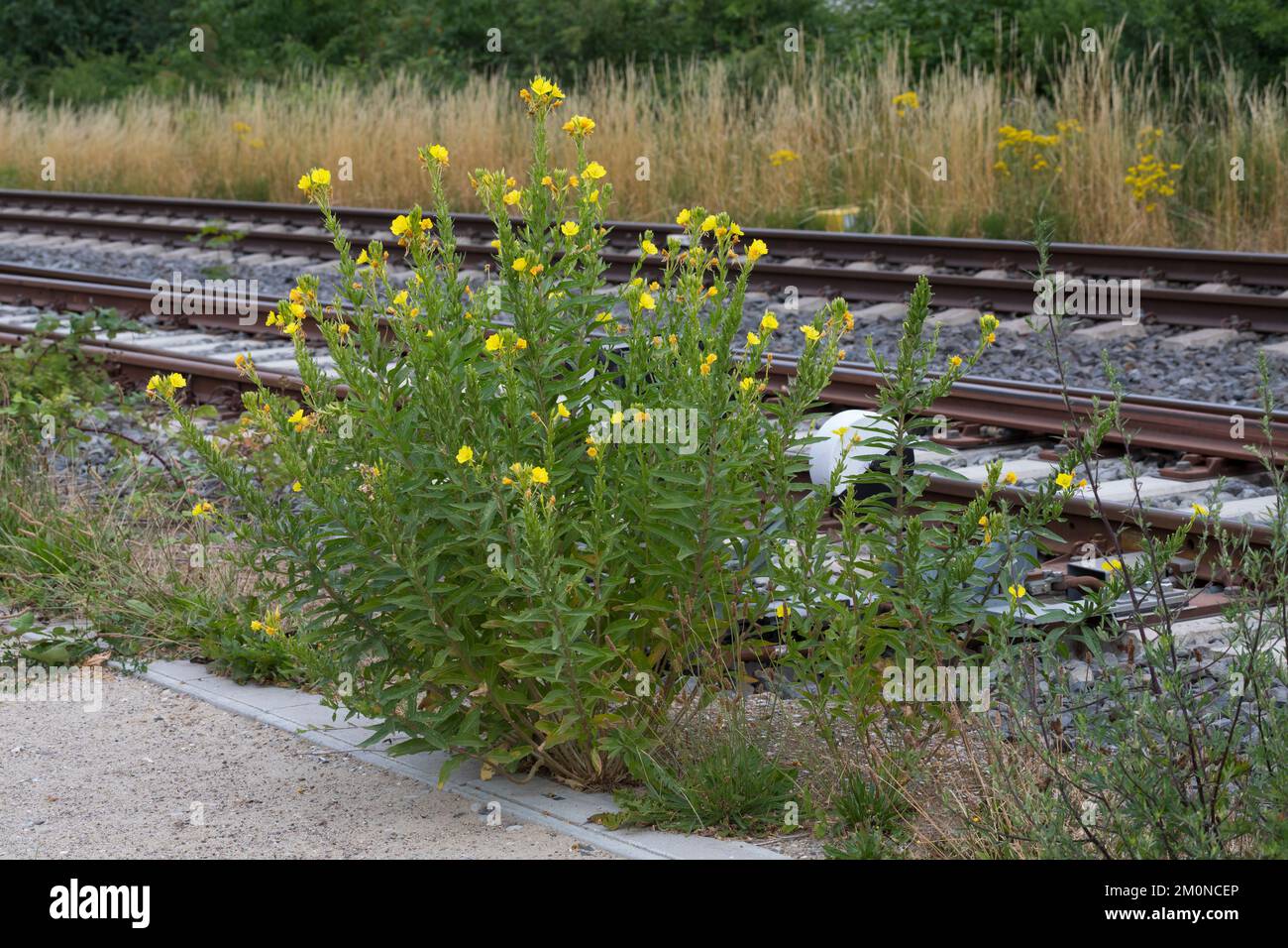 Nachtkerze, Nachtkerzen, an Bahngleiß, Bahngleis, Bahngleisen, Bahnschienen, Oenothera, Oenothera spec., Evening Primrose, Evening-Primrose, Evening s Stock Photo