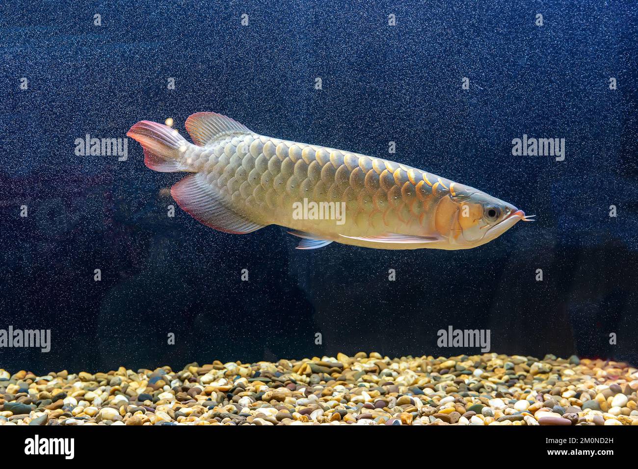 Red arowana hi-res stock photography and images - Alamy, image size:1300x956