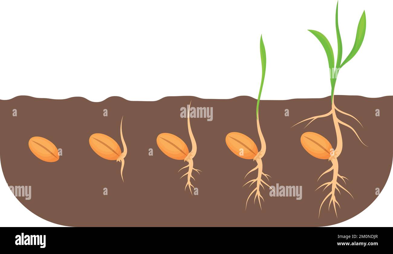 Growing seed stages. Plant growth proccess in soil isolated on white background Stock Vector