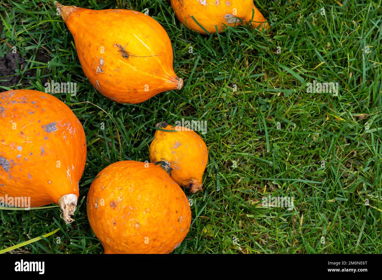 Several orange pumpkins on the green grass. Autumn moods in nutrition ...