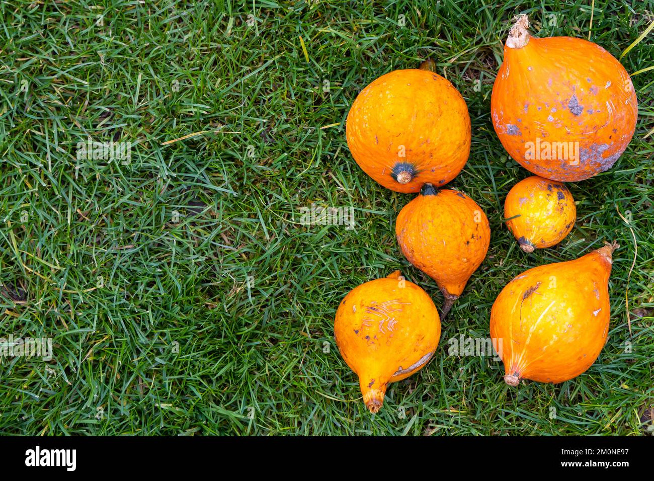 Several orange pumpkins on the green grass. Autumn moods in nutrition ...