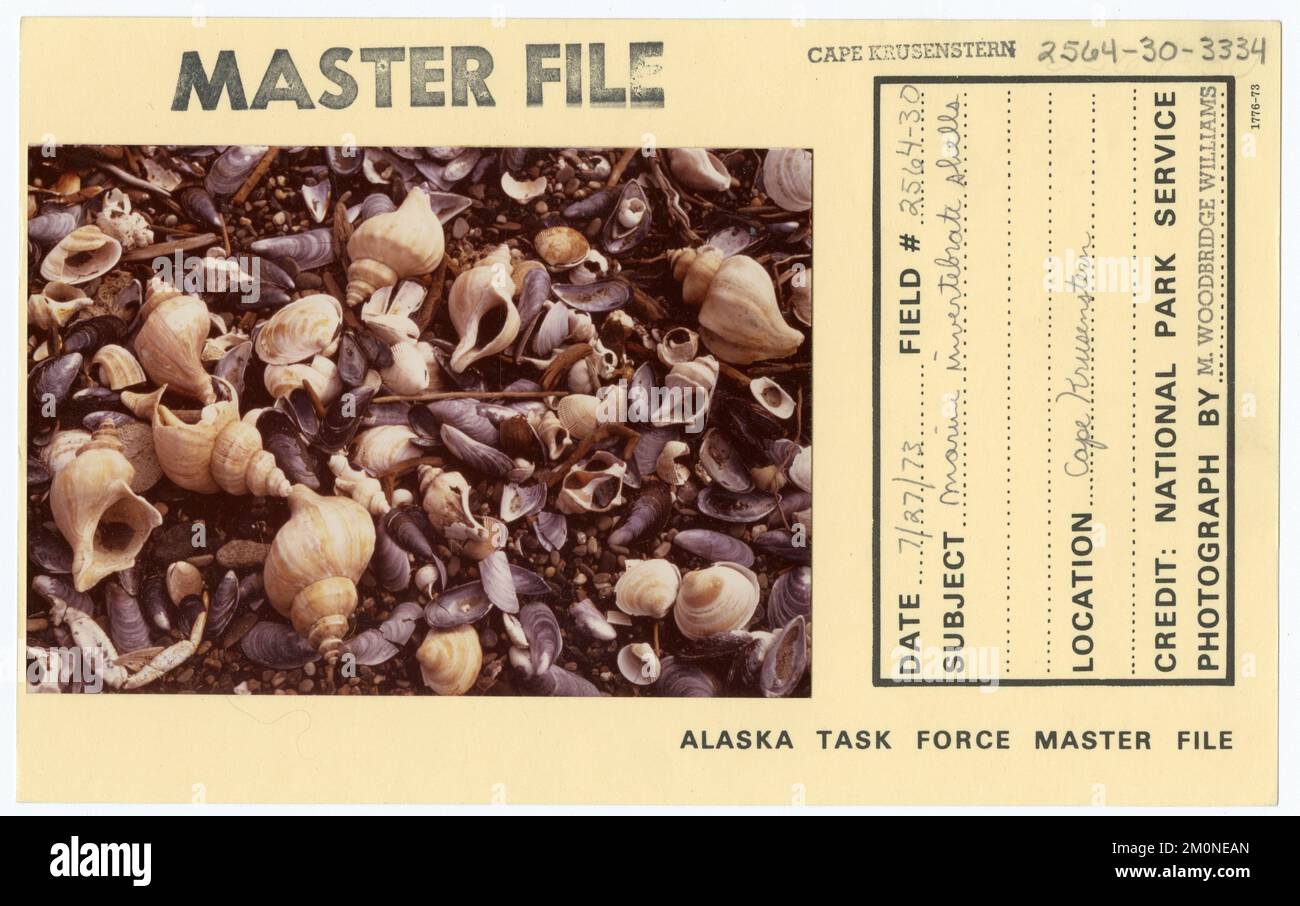 Marine invertebrate shells. Alaska Task Force Photographs Stock Photo ...