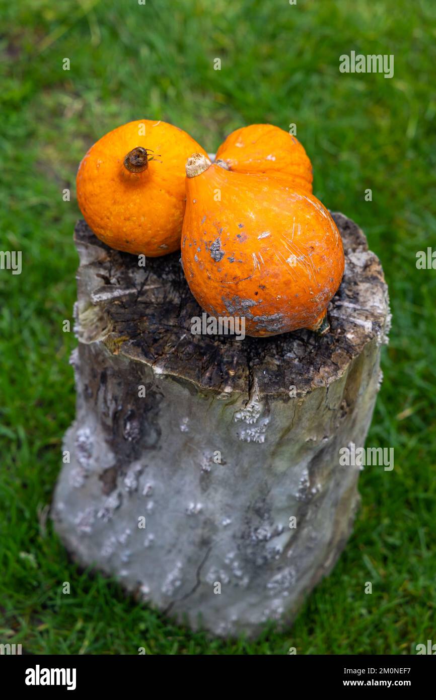 Several orange pumpkins on the green grass. Autumn moods in nutrition ...