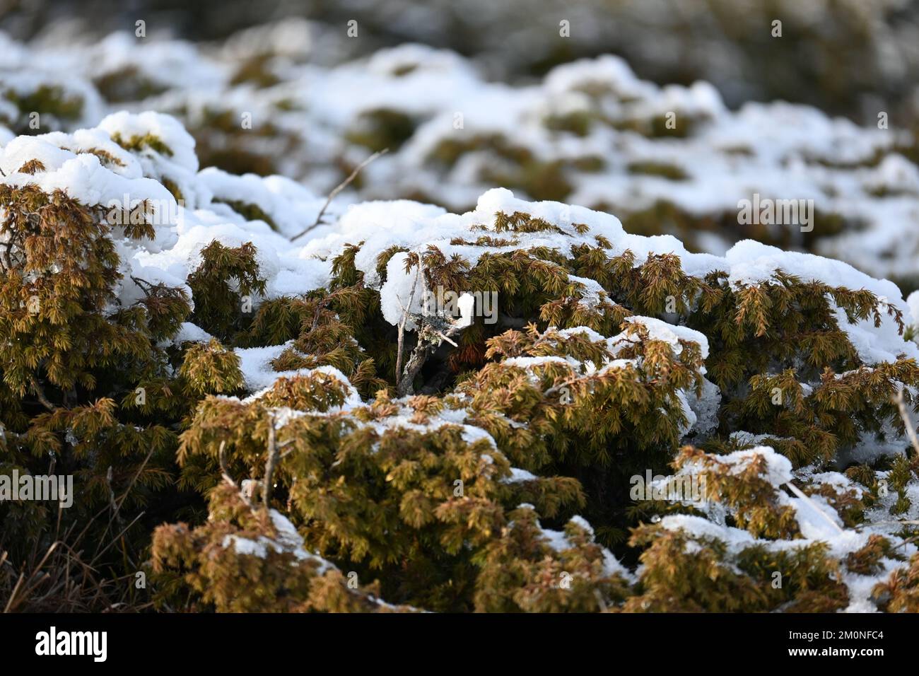 Frozen pine tree needles with snow over them Stock Photo - Alamy