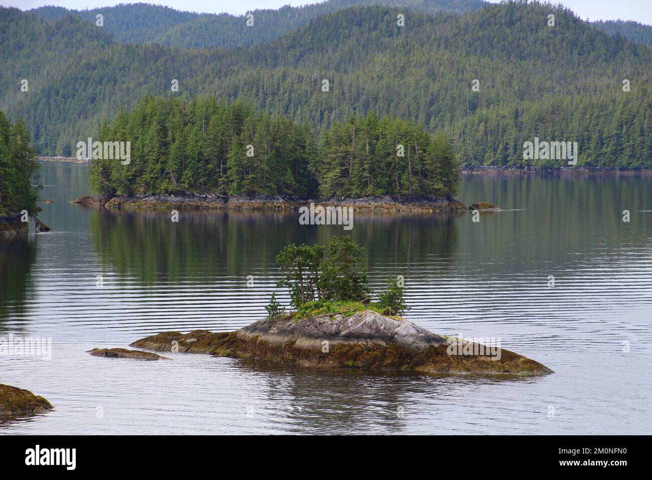 Coastal landscape forest in the Inside Passage British Columbia, Canada Stock Photo