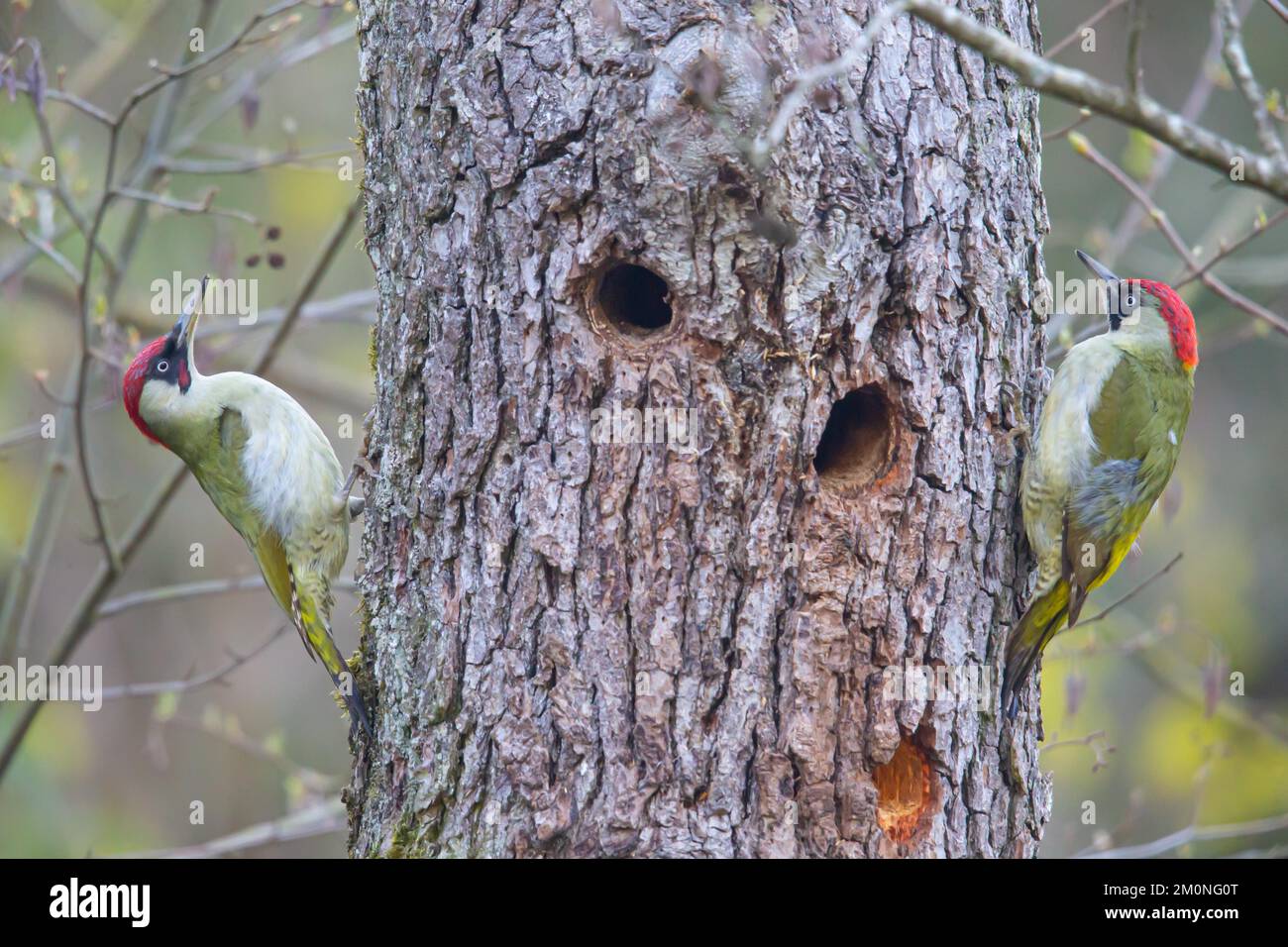 European Green Woodpecker Picus Viridis Male And Female Changing european-green-woodpecker-picus-viridis-male-and-female-changing