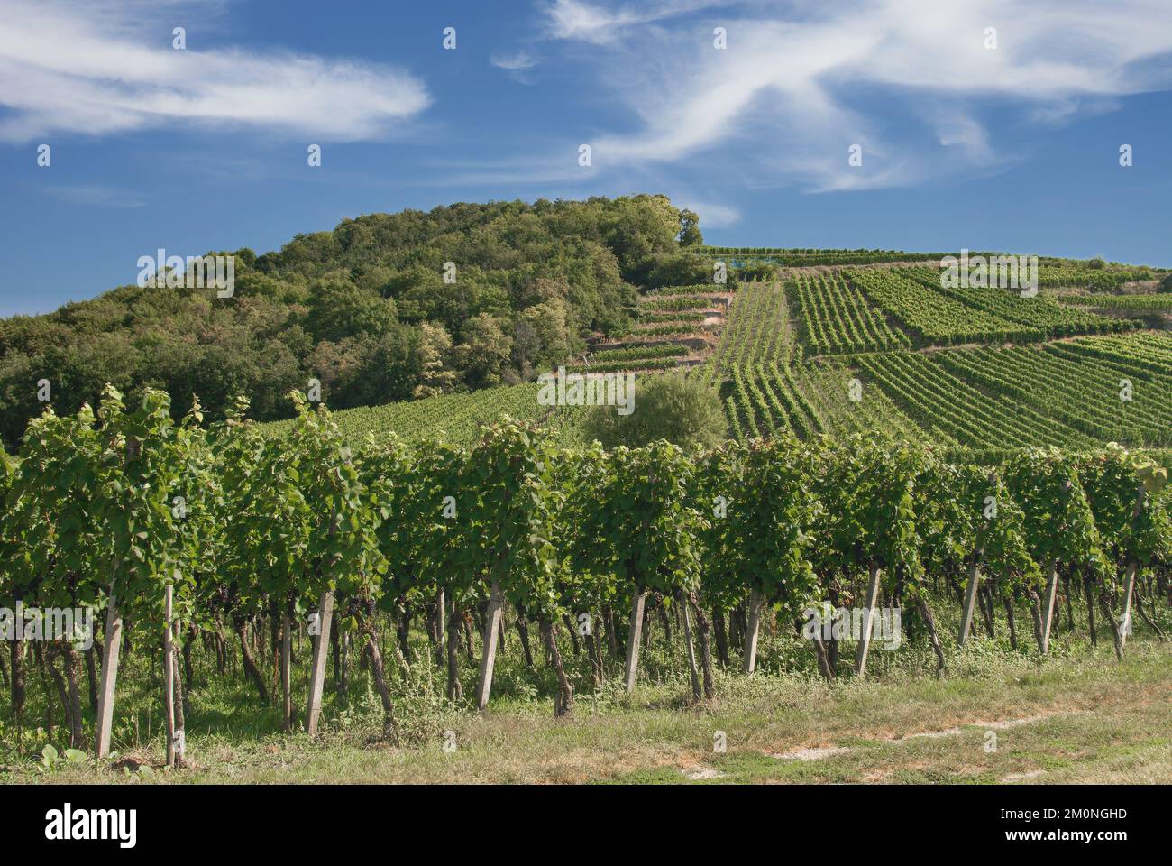 Vineyard in Kaiserstuhl wine region,Black Forest,Germany Stock Photo