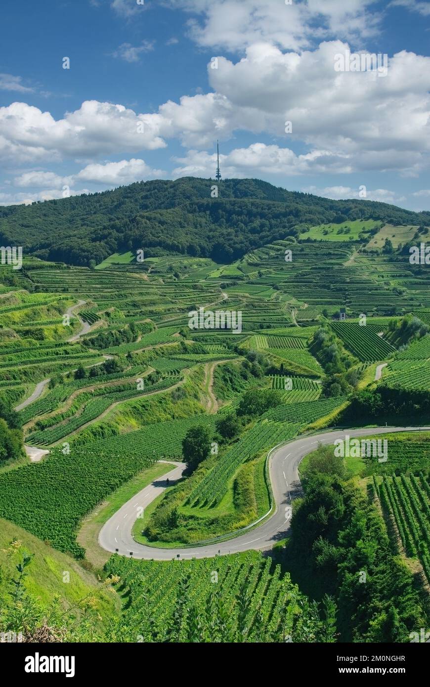 view to Totenkopf Mountain,Kaiserstuhl wine region,Black Forest,Germany Stock Photo