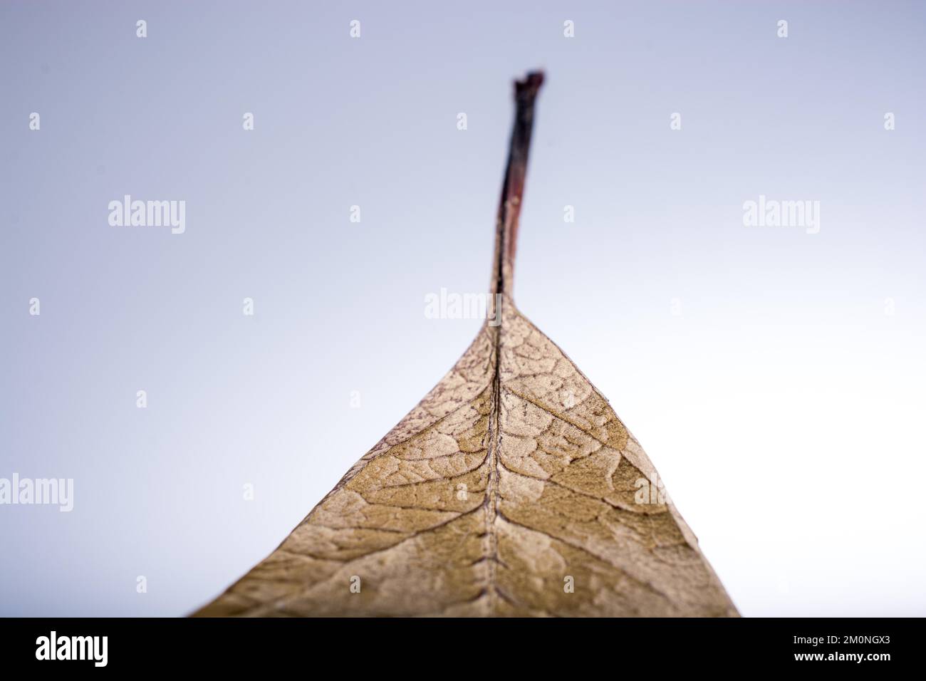 Dry leaf on a grey background Stock Photo