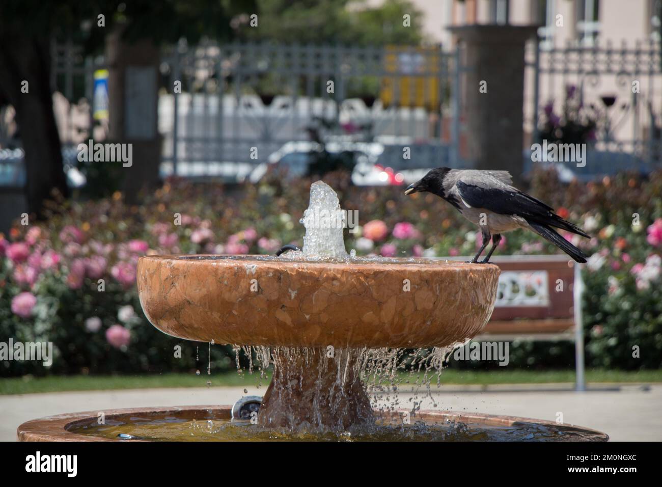 Crow by the side of gushing water in the rose garden Stock Photo