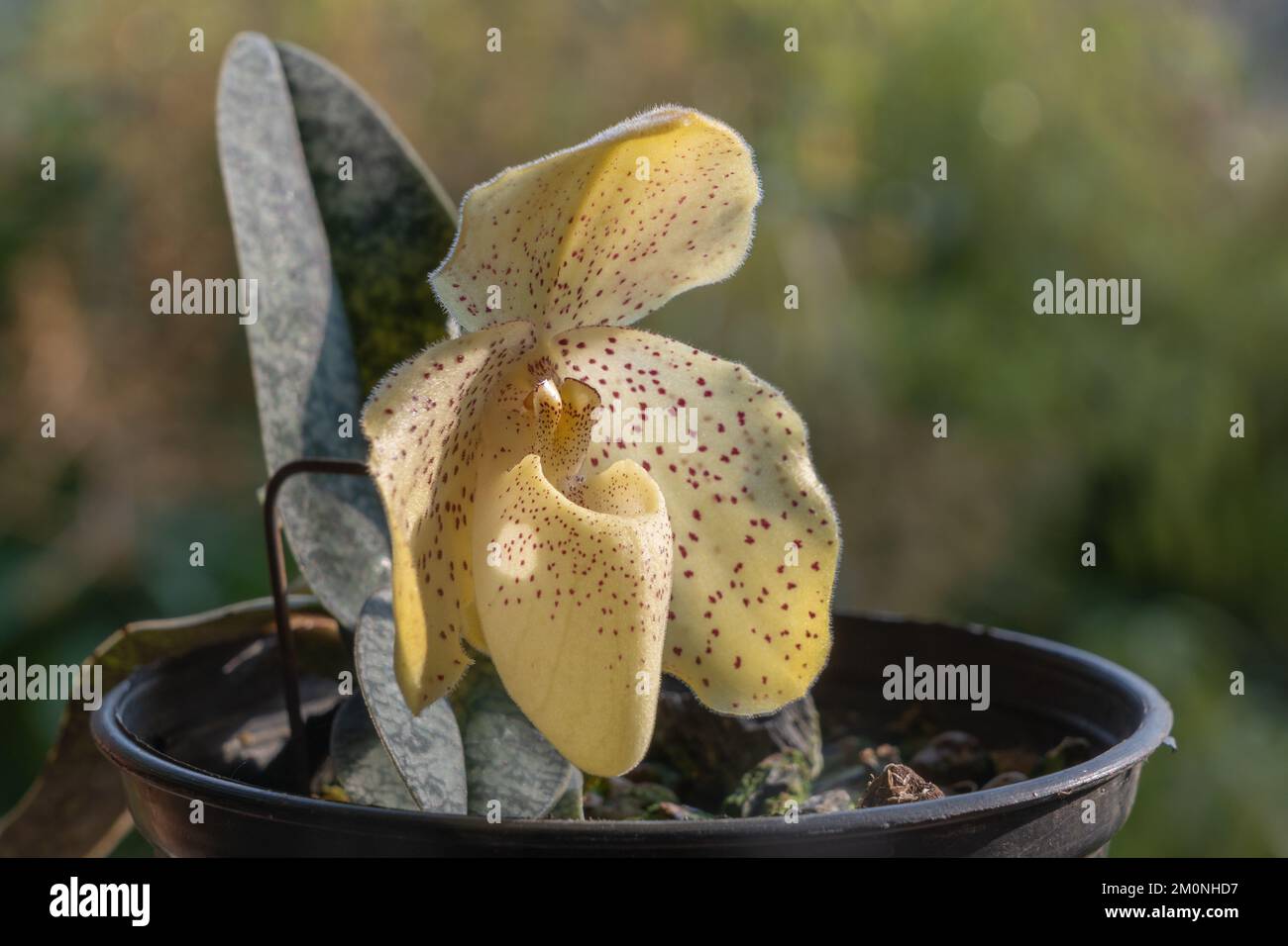 Closeup view of blooming lady slipper orchid species paphiopedilum concolor with yellow flower isolated outdoors in sunlight on natural background Stock Photo
