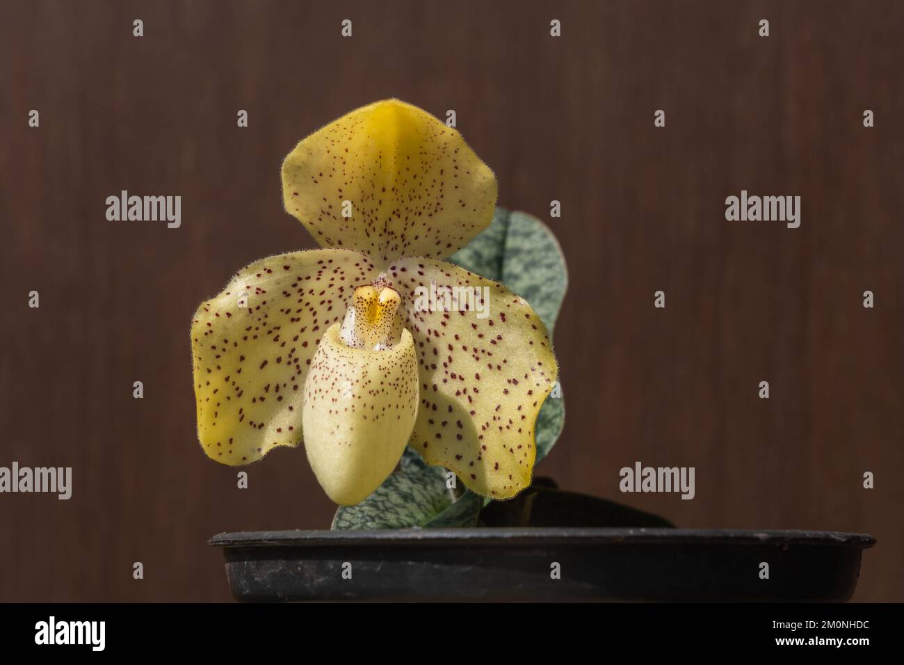 Closeup view of bright yellow with red dots flower of lady slipper orchid species paphiopedilum concolor isolated on dark wooden background Stock Photo