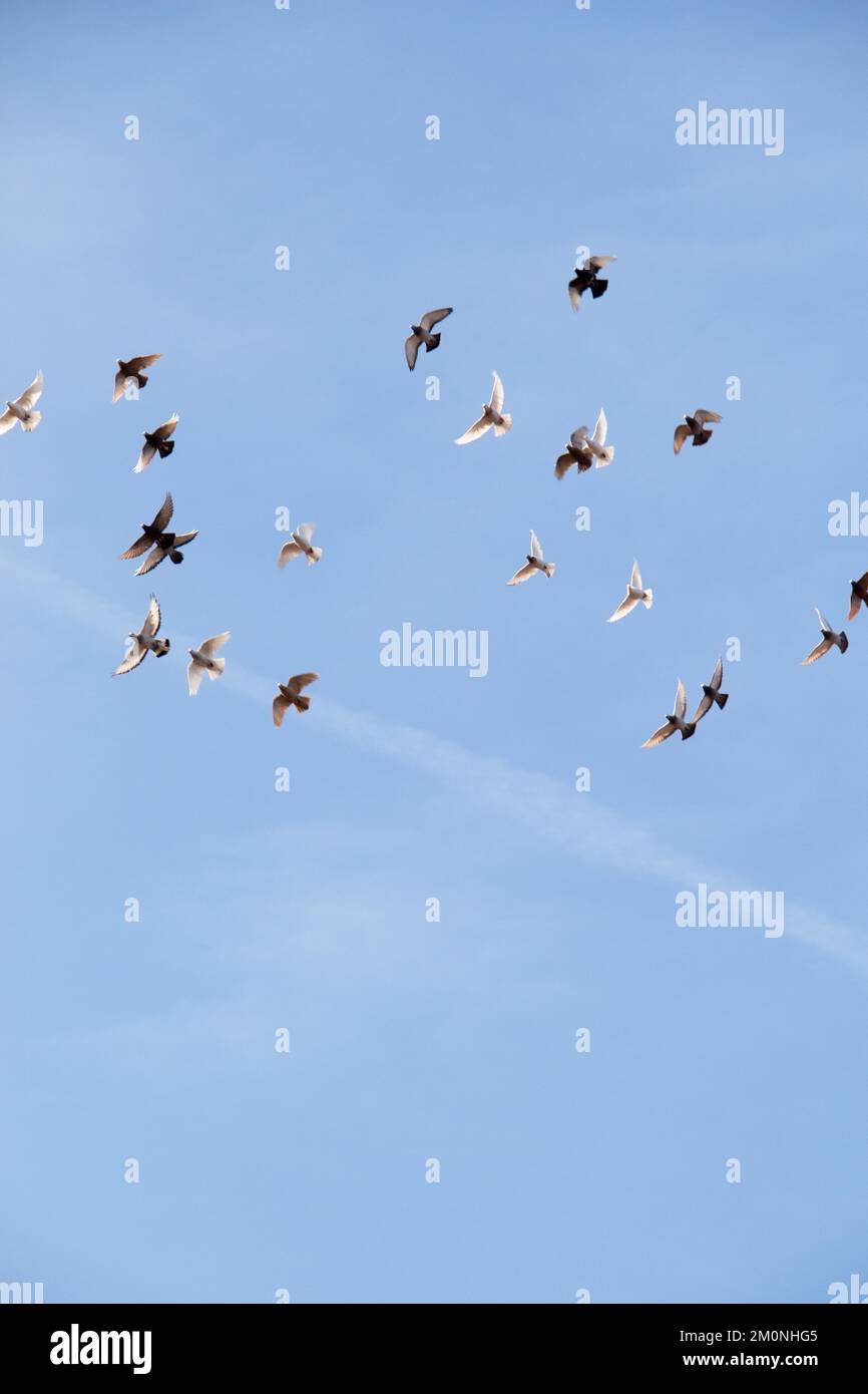 Flock of birds fly in a blue sky Stock Photo - Alamy