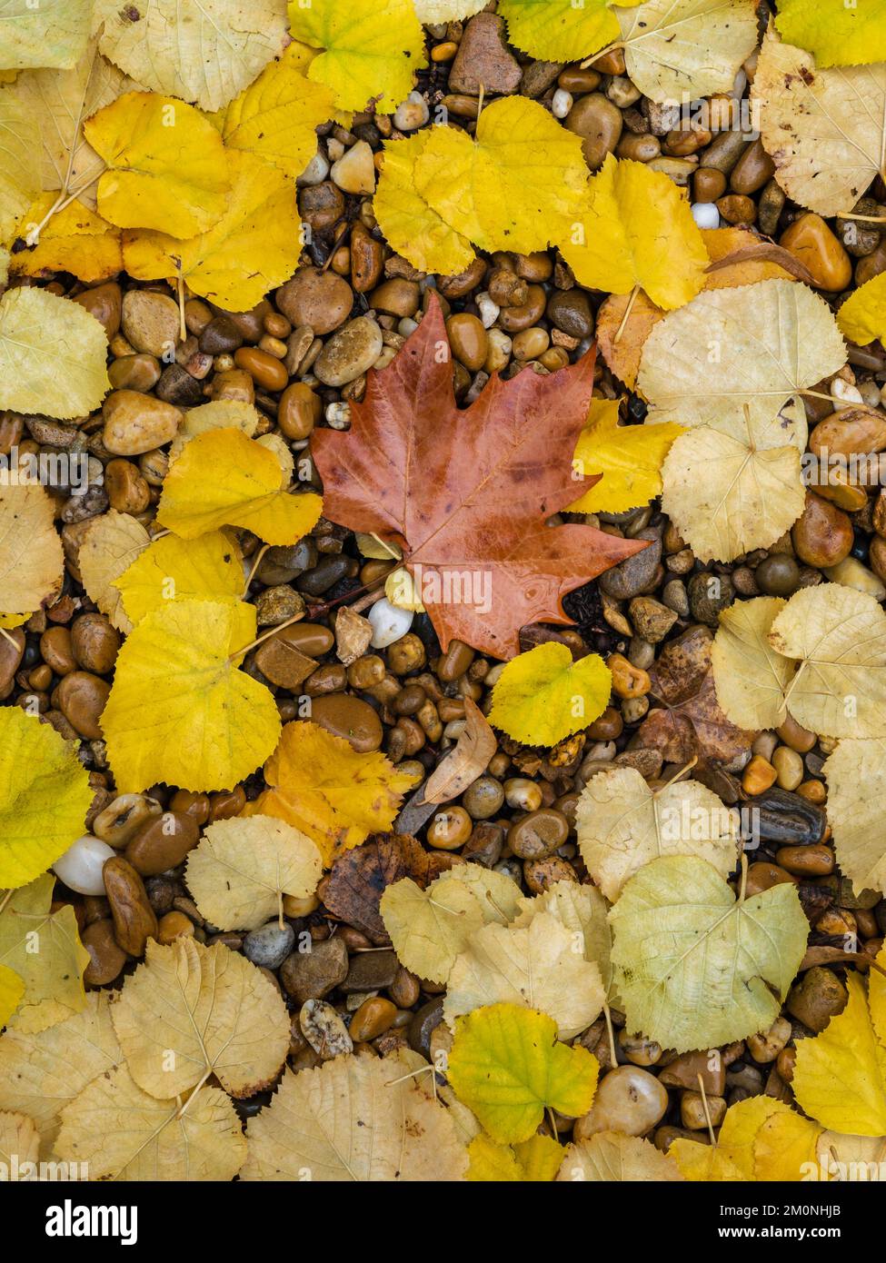 Closeup view of brown fallen plane tree leaf among golden yellow linden tree leaves on wet pebbles Stock Photo