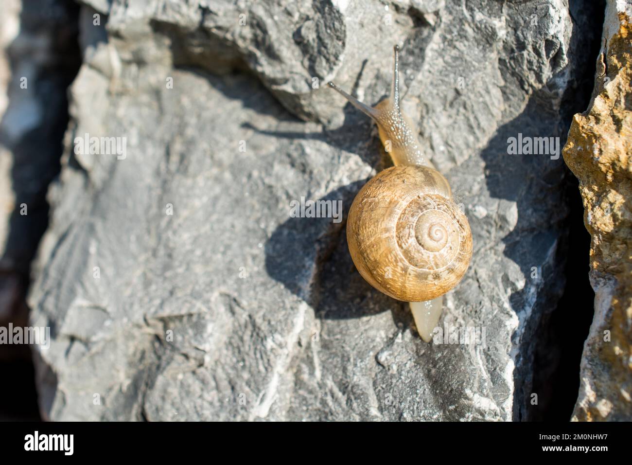 The snail slides up down the stony ground Stock Photo