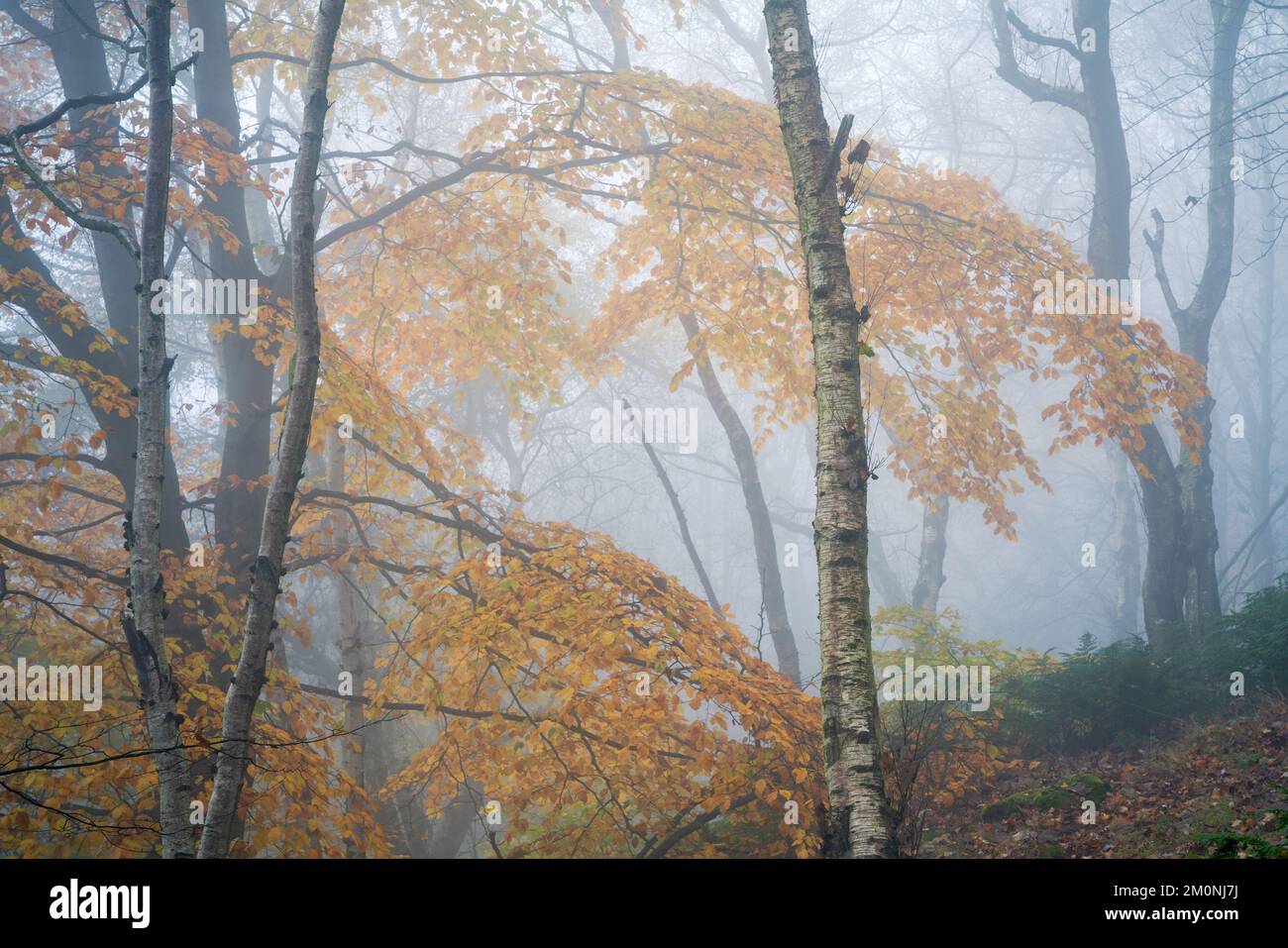 A lone silver birch stands out in the tangled woodland of Chevin Forest Park, surrounded by autumn colour on a foggy November morning. Stock Photo