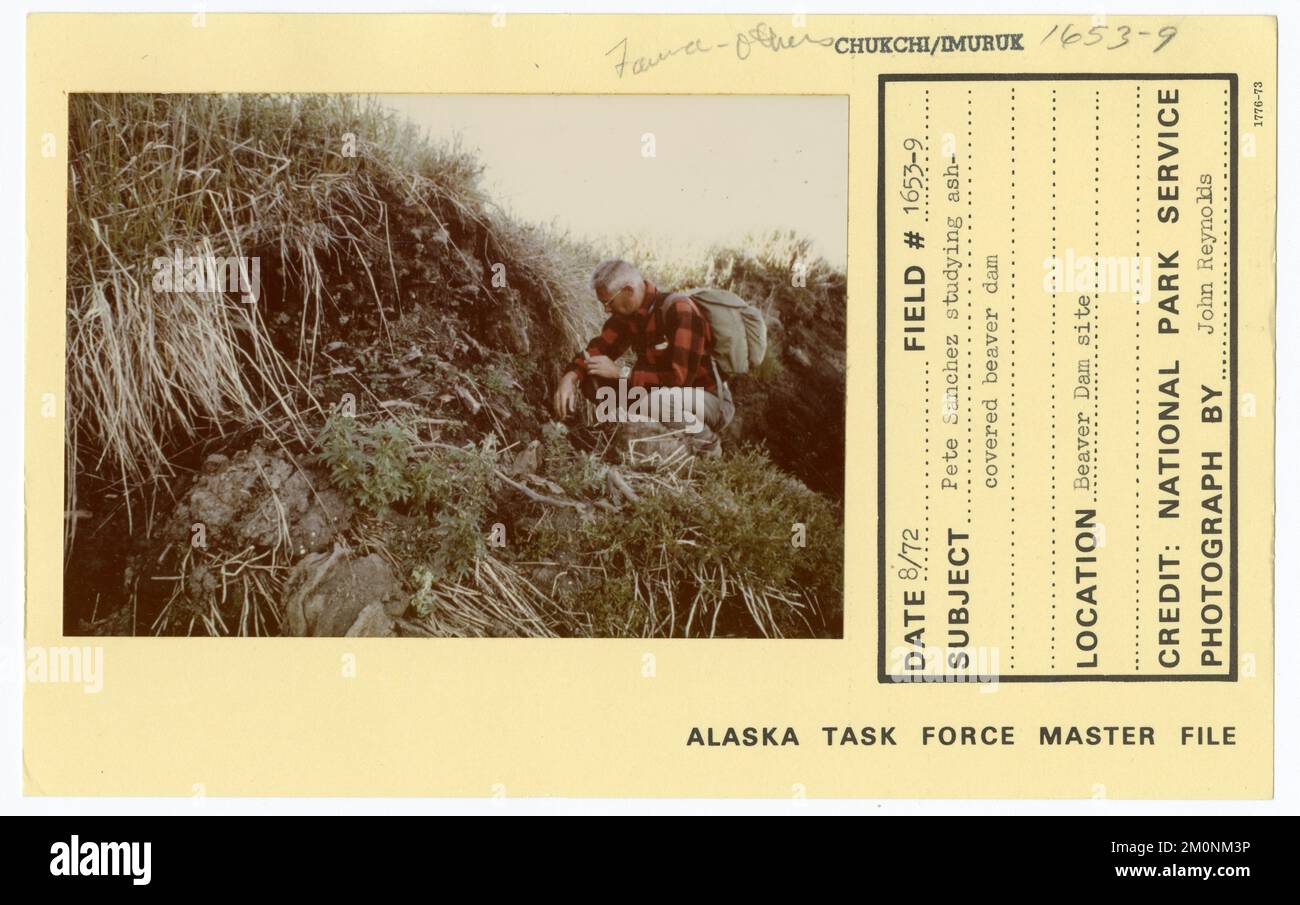 Pete Sanchez studying ash-covered beaver dam. Alaska Task Force Photographs Stock Photo