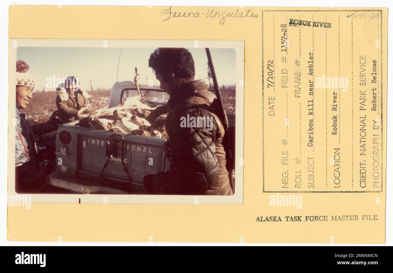 Caribou kill near Ambler. Alaska Task Force Photographs Stock Photo