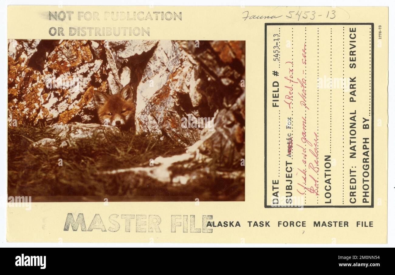 Red fox. Alaska Task Force Photographs Stock Photo - Alamy