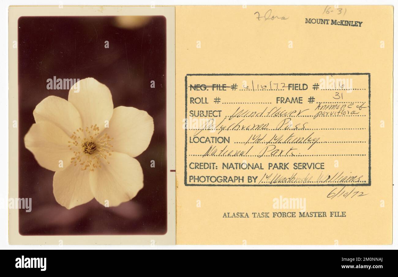 Windflower anemone cf. parviflora. Alaska Task Force Photographs Stock Photo