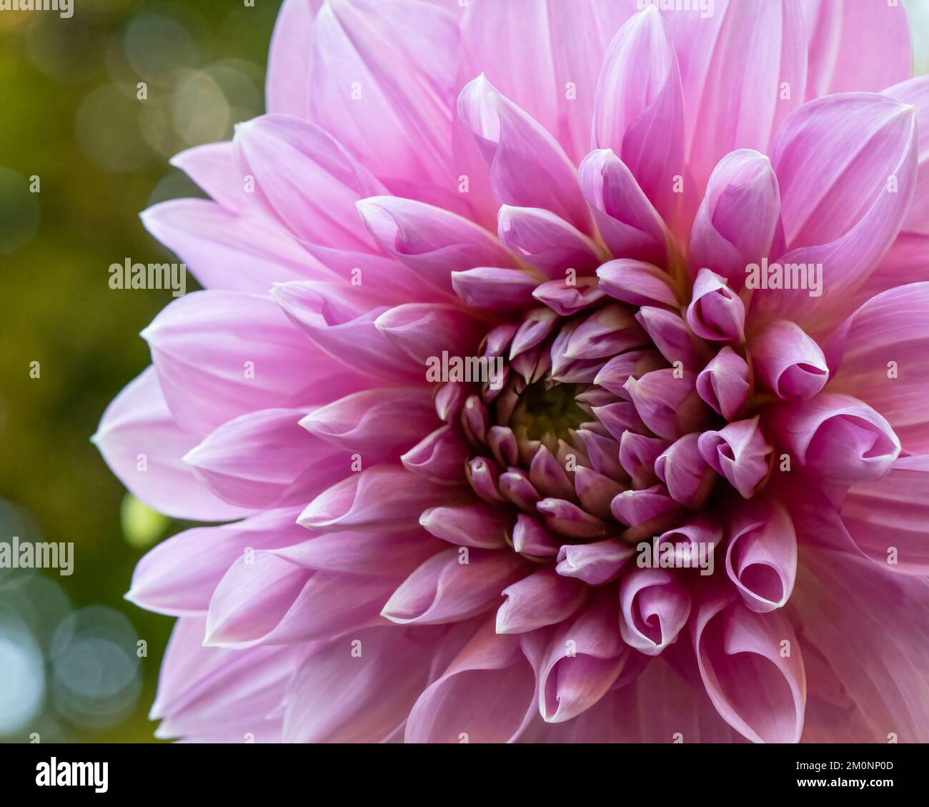 Dahlia pink perfection hi-res stock photography and images - Alamy