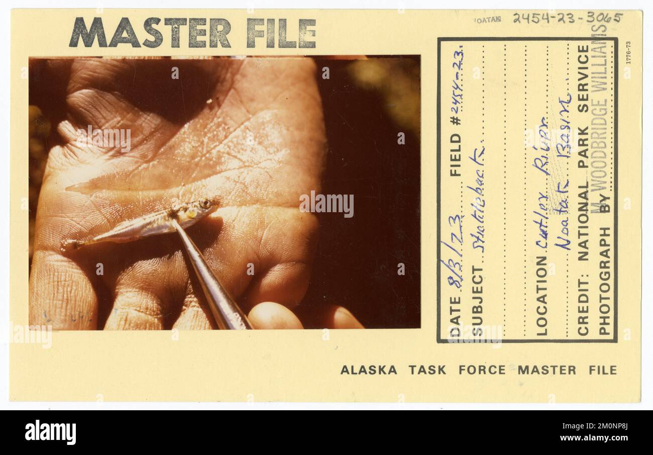 Stickleback. Alaska Task Force Photographs Stock Photo