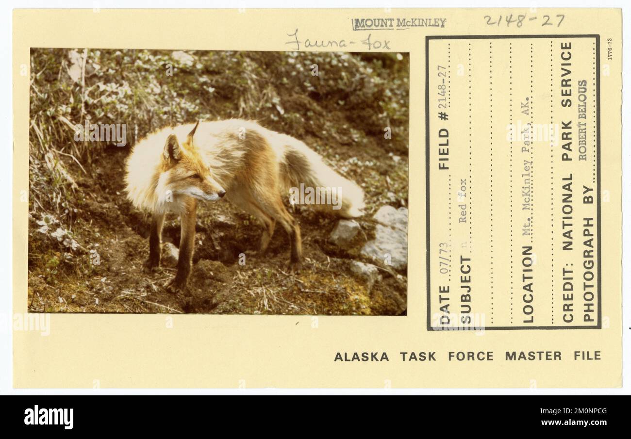 Red fox. Alaska Task Force Photographs Stock Photo - Alamy