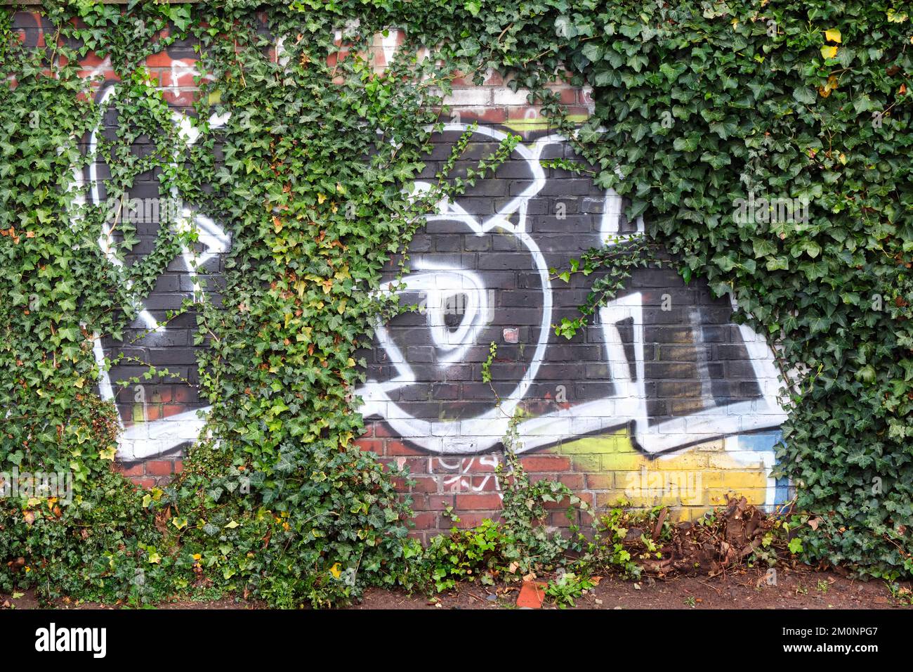 アガベ　GIRUVI GROW ON THE WALL 版画 GROW ON THE WALL ” GIRUVI Exhibition