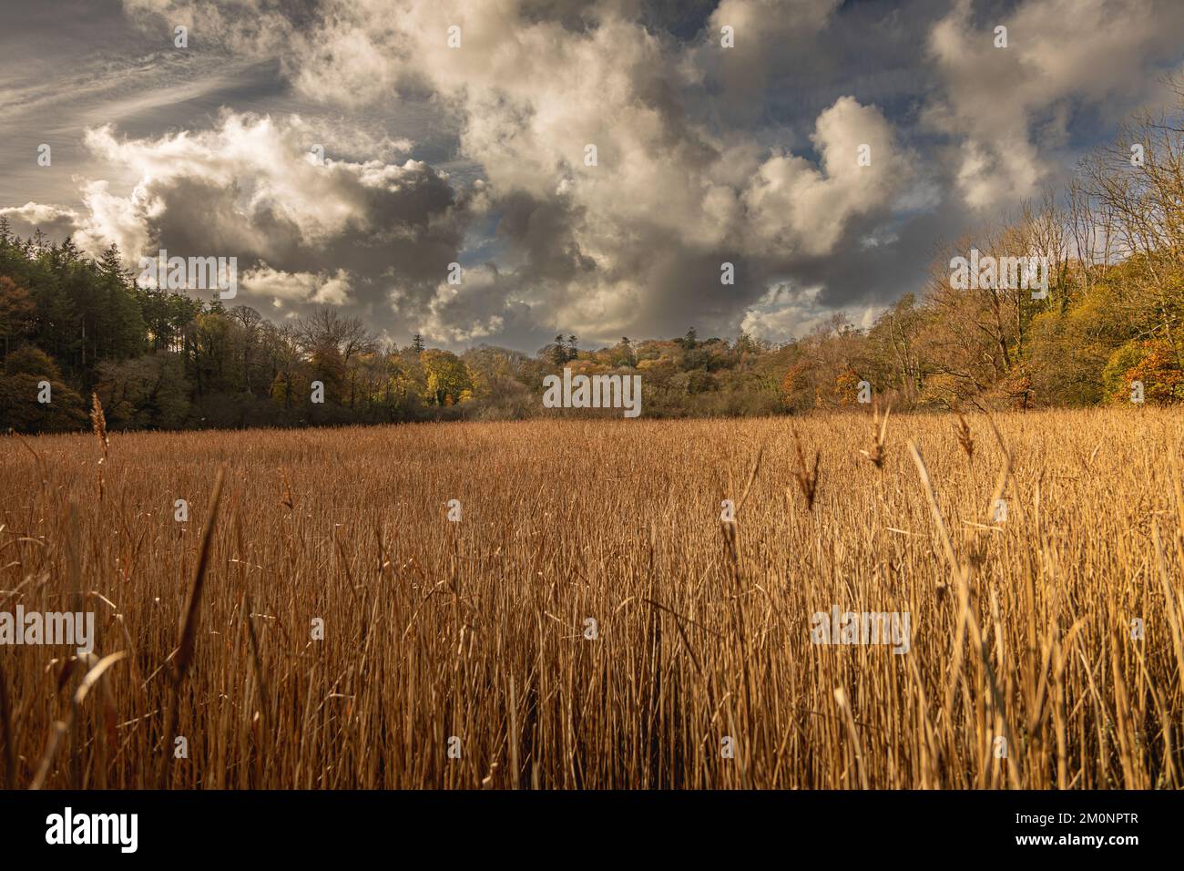 Looking over bulrushes into woodlands Stock Photo