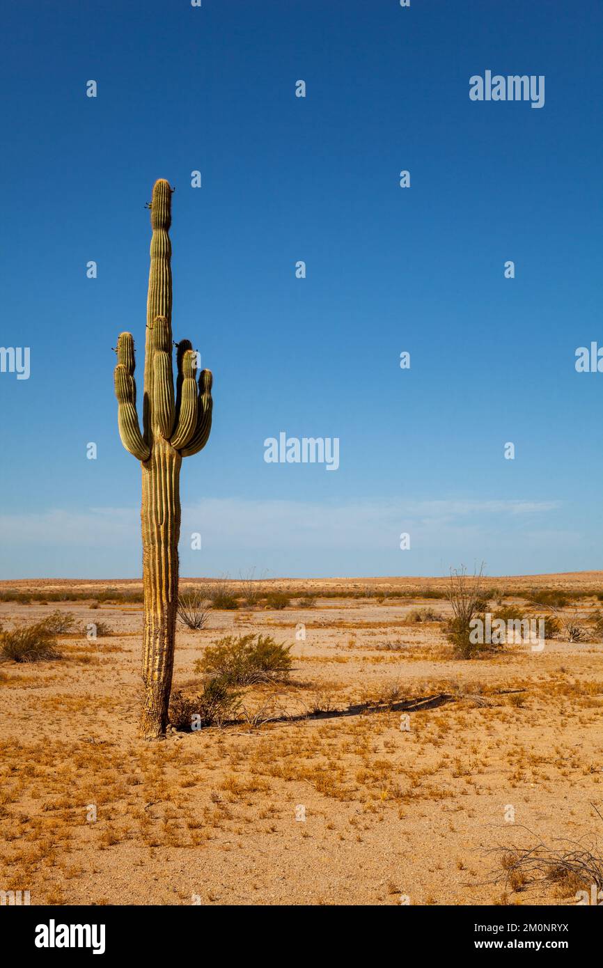 Giant cactus in Sonora desert Stock Photo