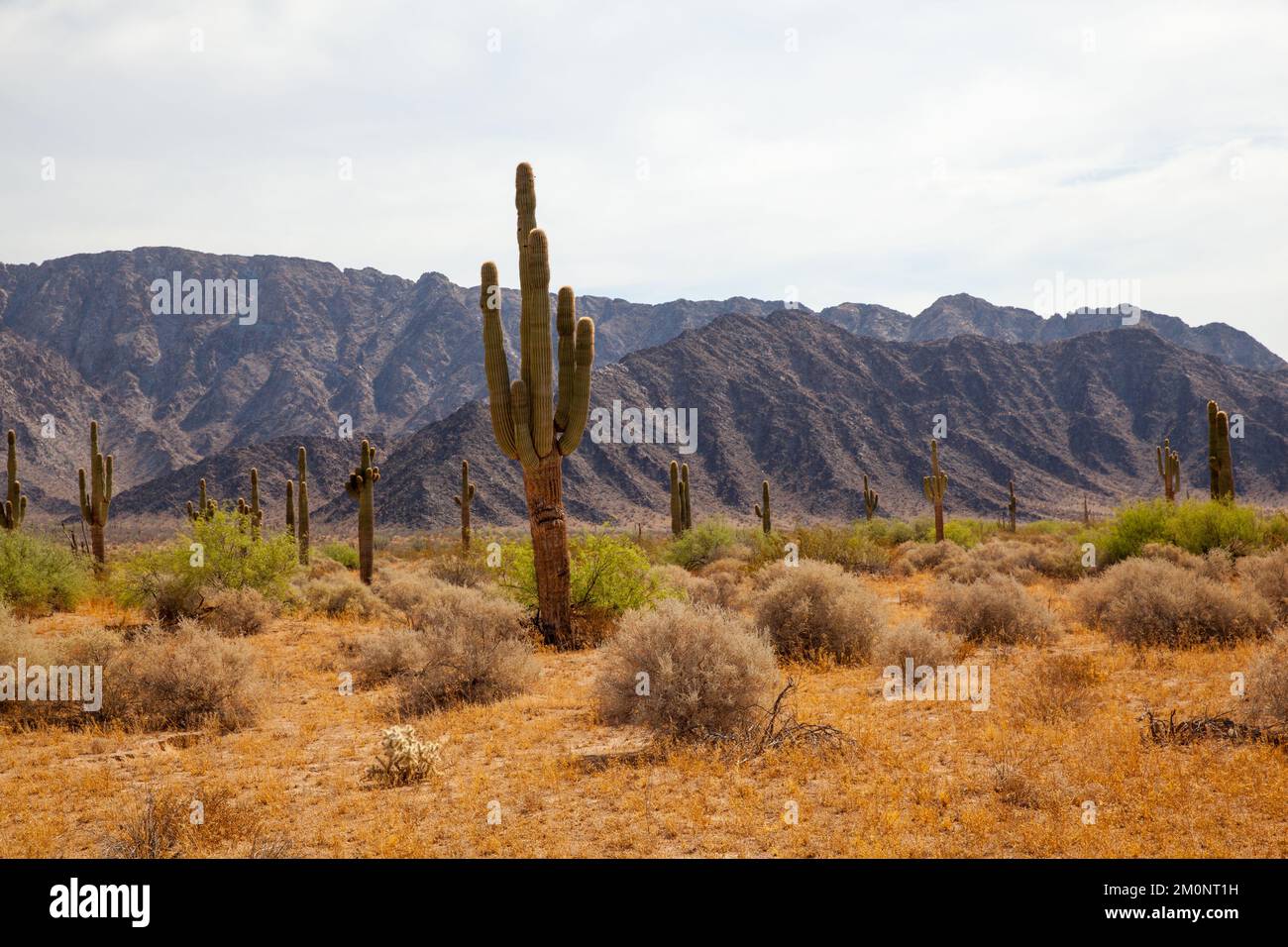 Giant cactus forest in Sonora desert Stock Photo