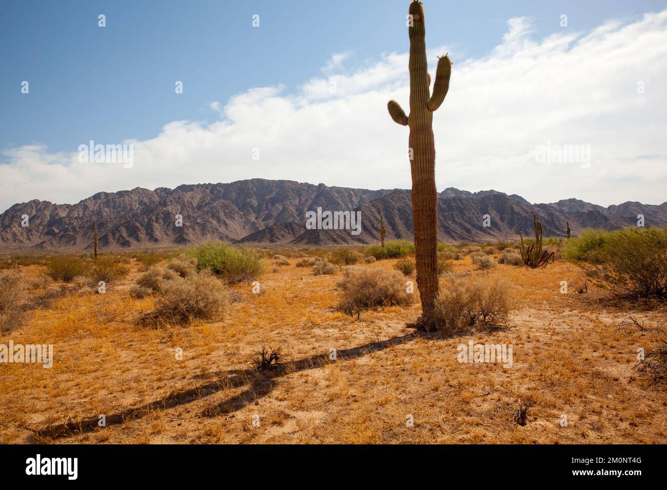 Giant cactus forest in Sonora desert Stock Photo