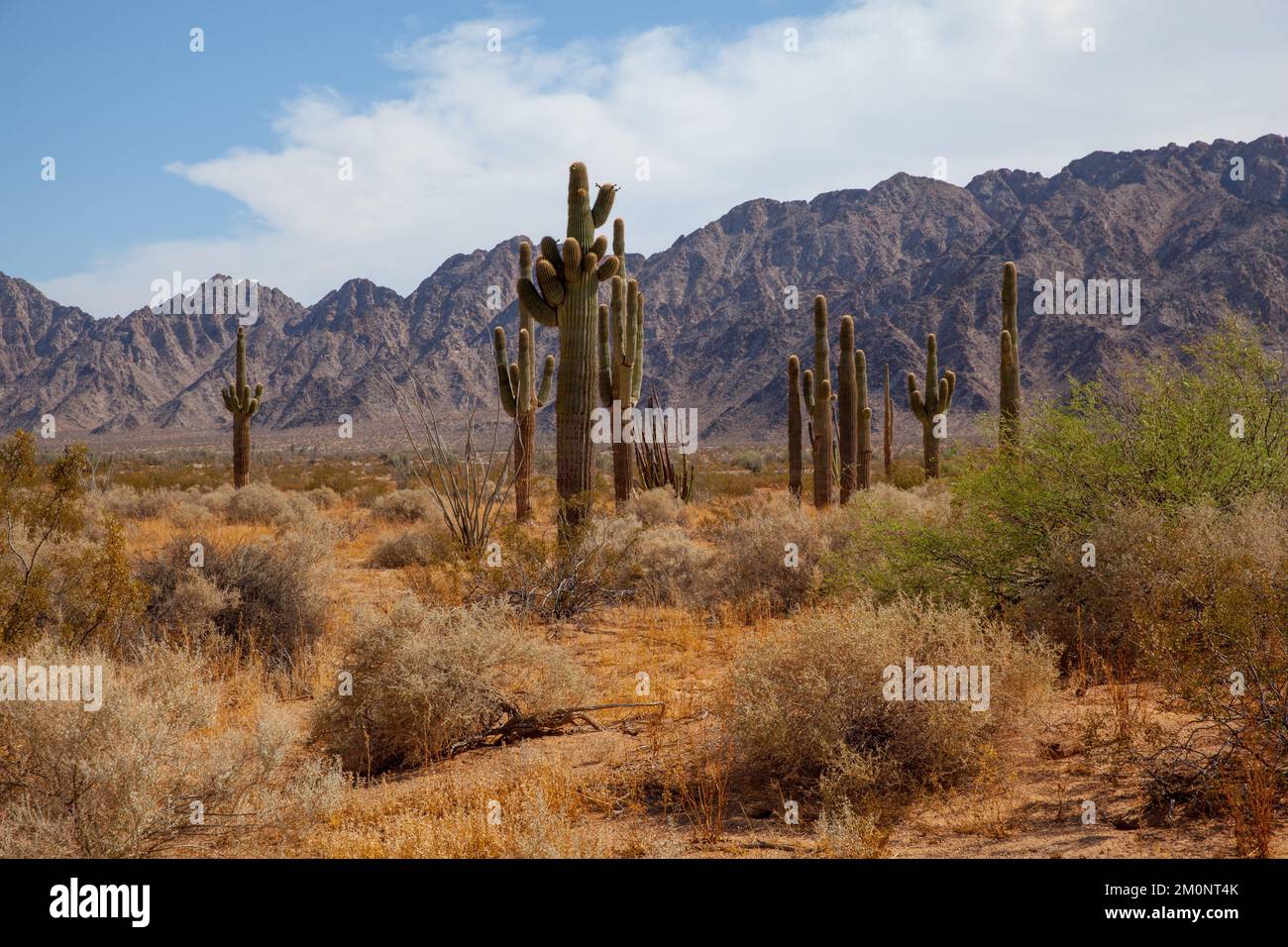 Giant cactus forest in Sonora desert Stock Photo