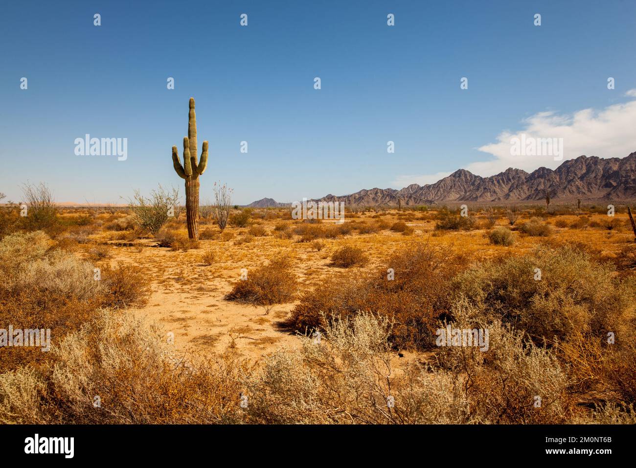 Giant cactus in Sonora desert Stock Photo