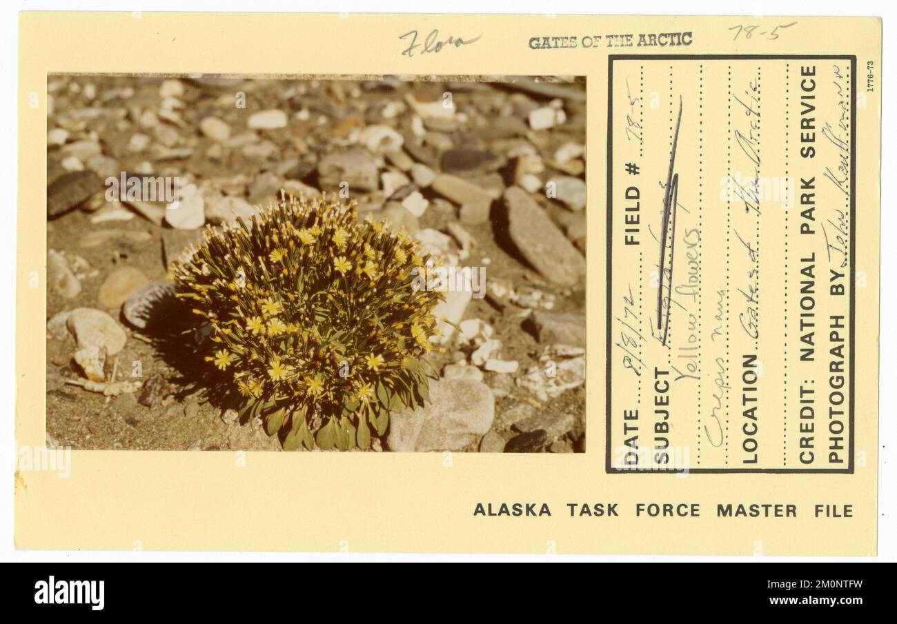 Yellow flowers crepis nana. Alaska Task Force Photographs Stock Photo