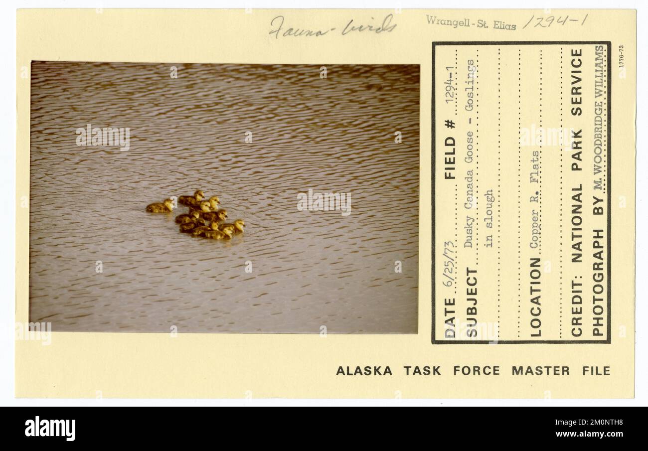 Dusky Canada Goose - goslings in slough. Alaska Task Force Photographs