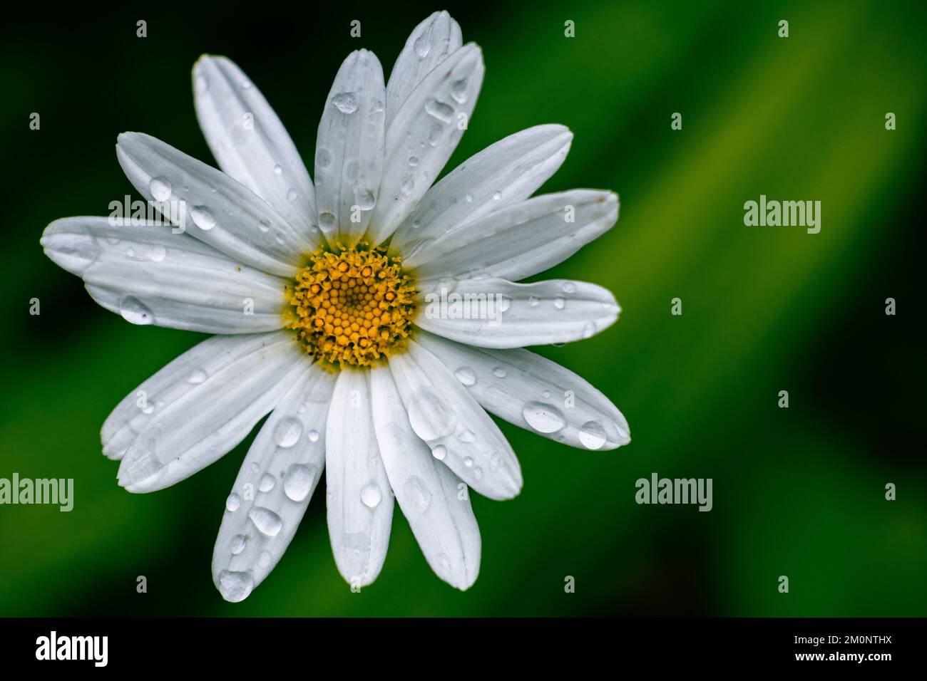 A closeup of a white daisy flower on a blurry background for wallpaper ...